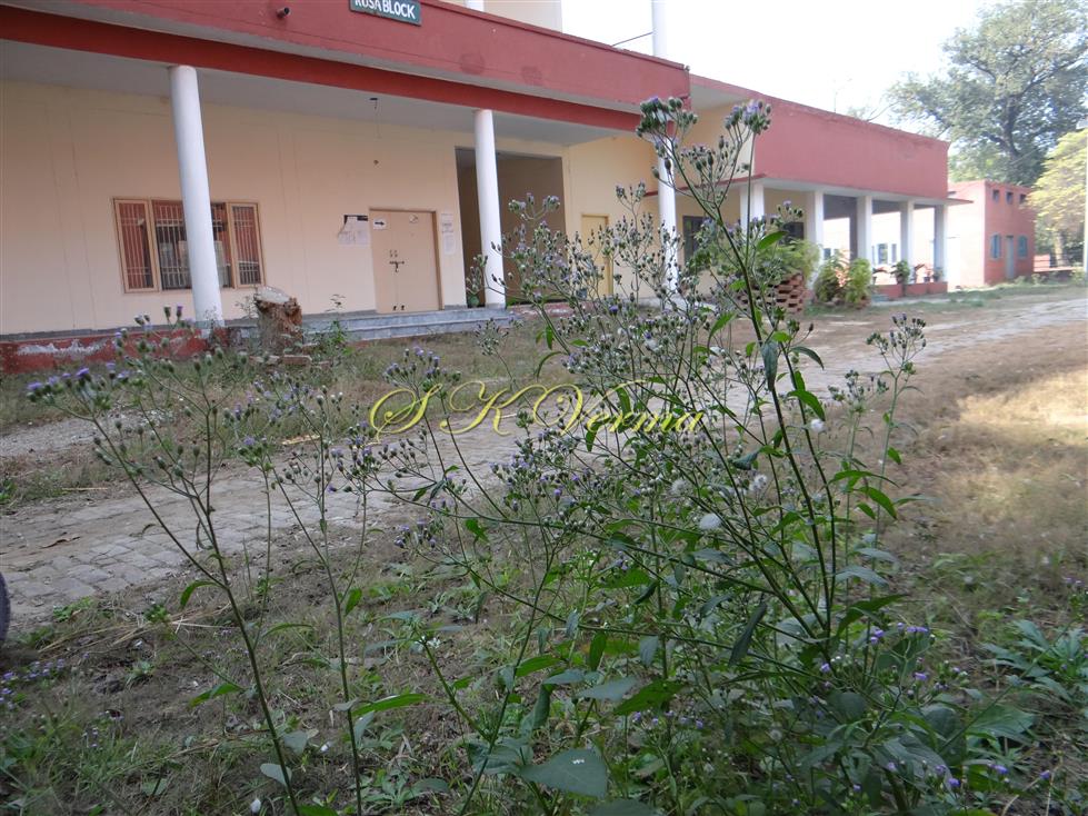  Plants